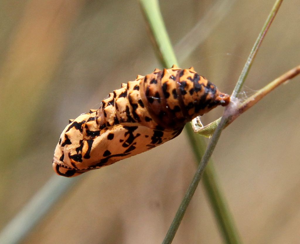 Si pu sapere cosa diventer? Melitaea didyma